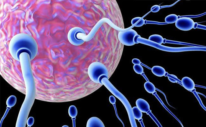 86_neaktivnye-spermatozoidy.jpg